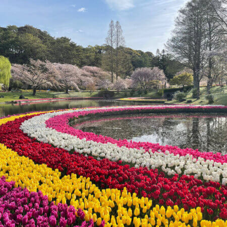 ​​​​​​​​​​​​【濱松花卉公園】被四季花海環繞，在館山寺享受一整天的花之主題樂園