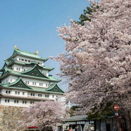 【Nagoya Castle】A Castle with Deep Connections to Oda Nobunaga and Tokugawa Ieyasu