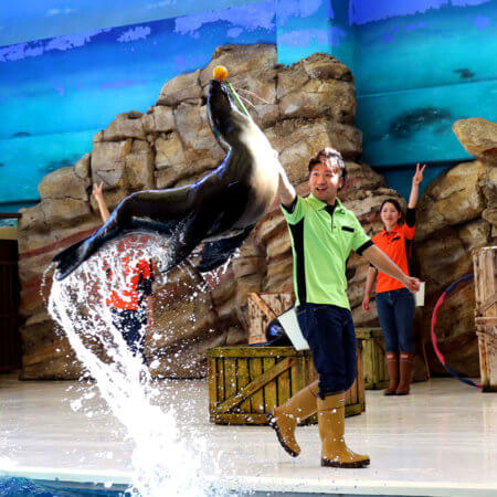 【Toba Aquarium】Meet the Only Manatee in Japan