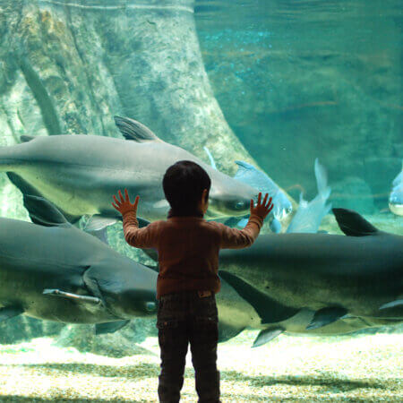 世界最大級の淡水魚の水族館