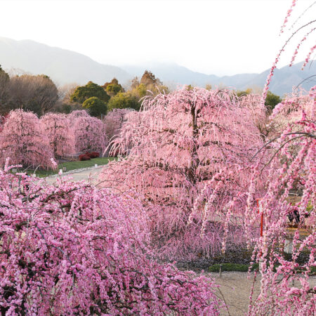 【鈴鹿の森庭園】春を仕立てる庭、呉服しだれ、鈴鹿の森に咲く伝統の花