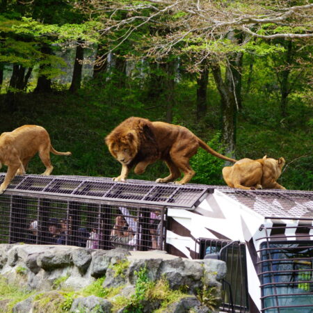 【富士サファリパーク】“車のまま”大接近。富士山麓で出会う、野生の迫力とやさしい時間
